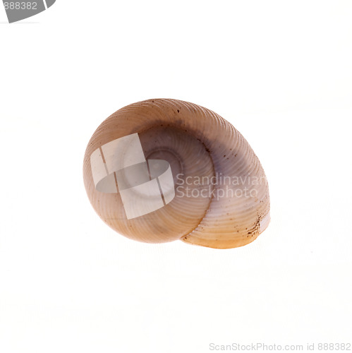 Image of moon snail