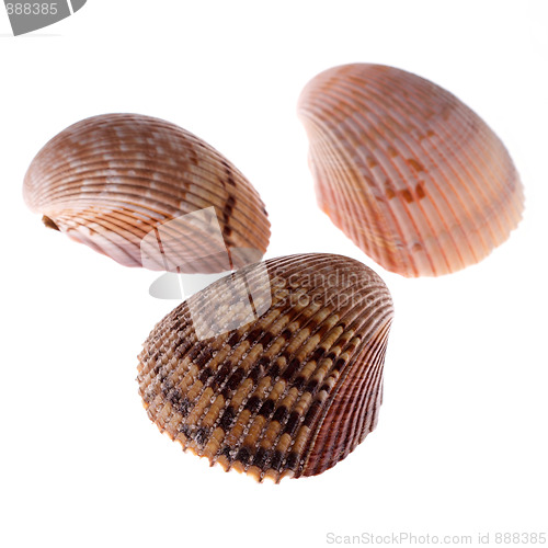 Image of three mussels