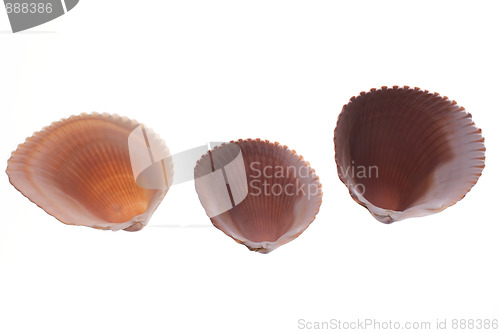 Image of underside of cockleshells