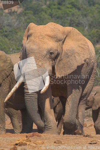 Image of Skew Tusker