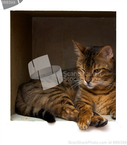 Image of bengal cat on shelf