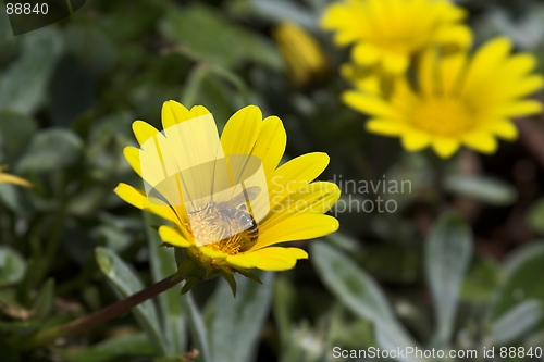 Image of Busy Bee