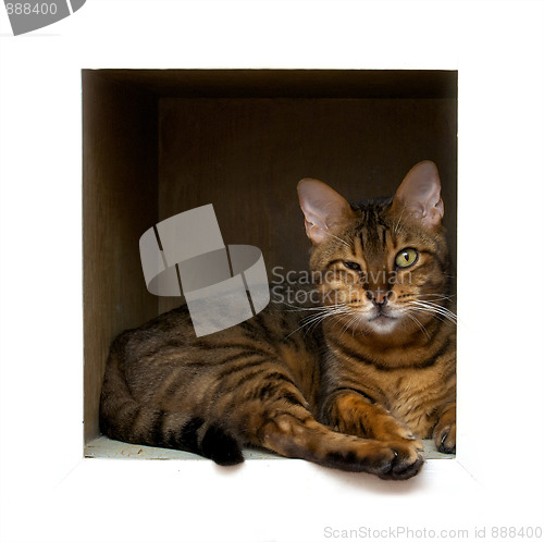 Image of cat in box