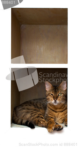 Image of cat on shelf