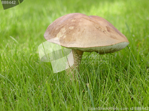 Image of Mushroom