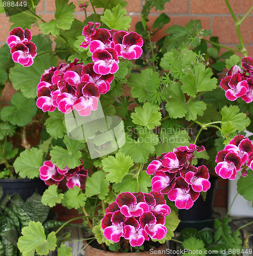 Image of Geranium