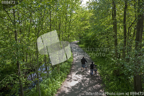 Image of Summer in the forest