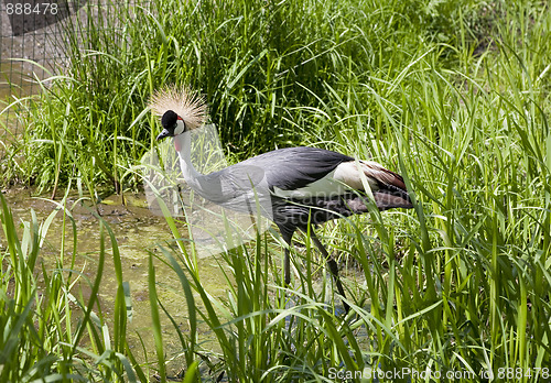 Image of Grey Crowned Crane