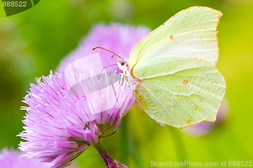 Image of Brimstone butterfly