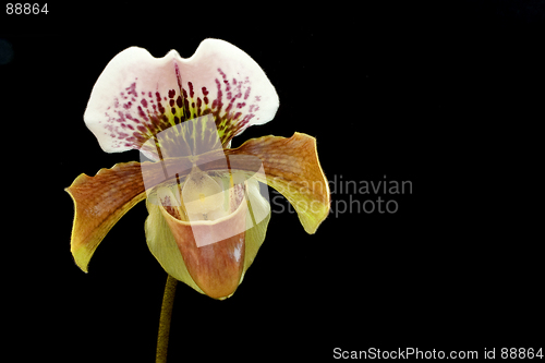 Image of Lady's-slipper