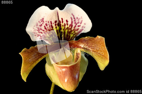 Image of Lady's-slipper