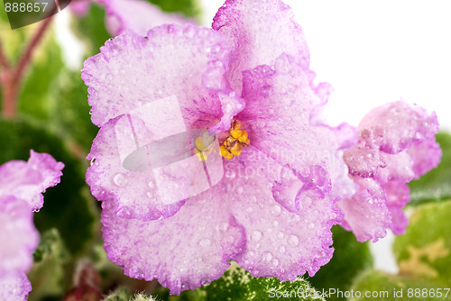 Image of violet flower