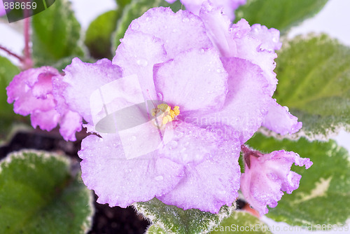 Image of violet