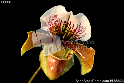 Image of Lady's-slipper