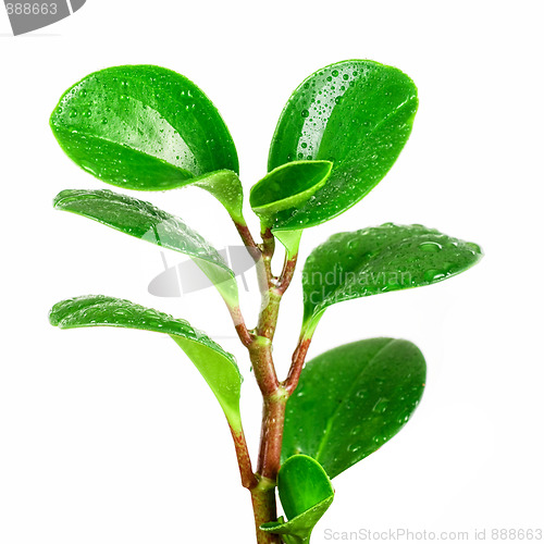 Image of ficus plant closeup
