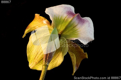 Image of Lady's-slipper