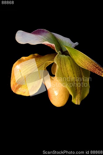 Image of Lady's-slipper