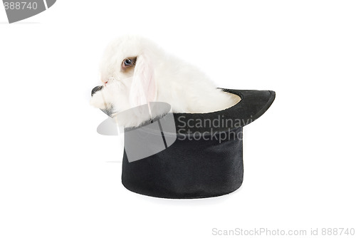 Image of rabbit and black hat