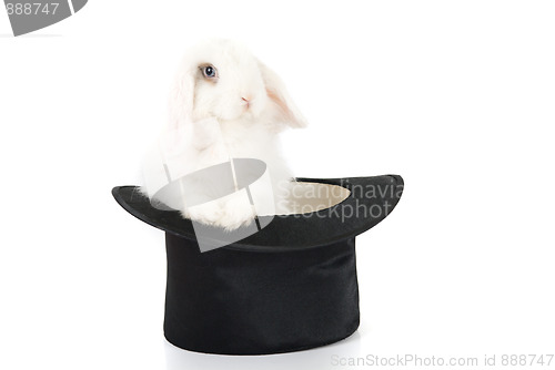 Image of rabbit and black hat