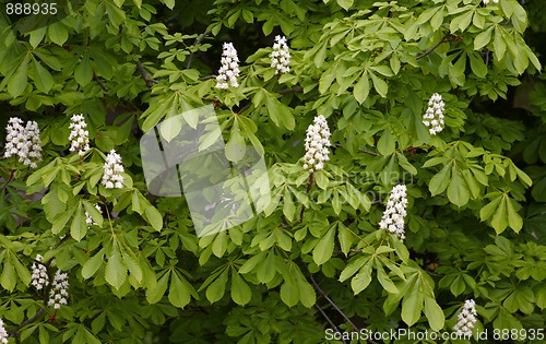 Image of Blossoming of the chestnut tree in spring 