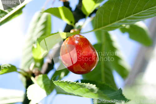 Image of Cherry