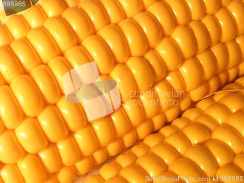 Image of corn