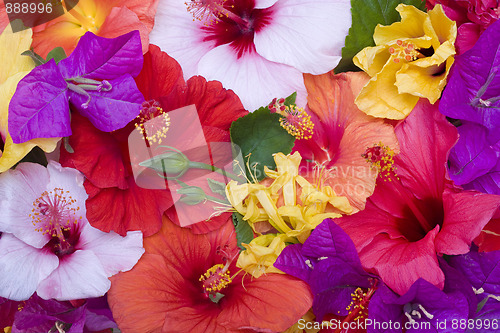 Image of Hibiscus flowers 