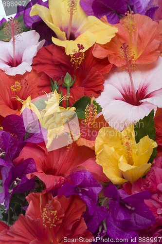 Image of Hibiscus flowers 