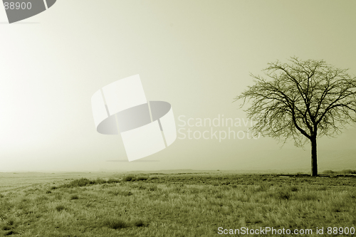 Image of Lonely tree