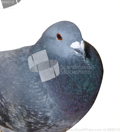 Image of Homing Pigeon