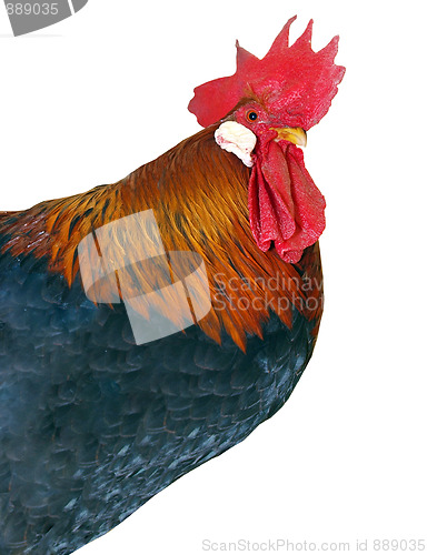 Image of Rooster with Red Neck 