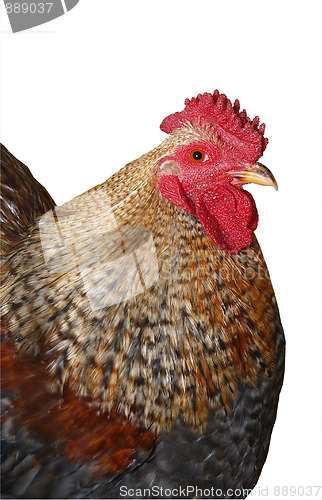 Image of Speckled Rooster