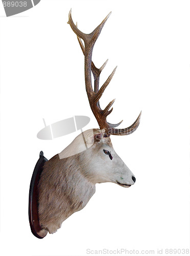 Image of Mounted Stag Head