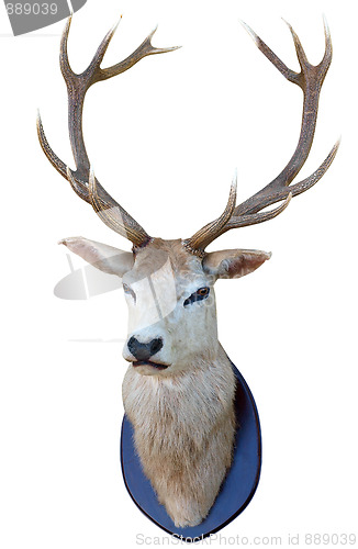 Image of 13 Point Deer Head