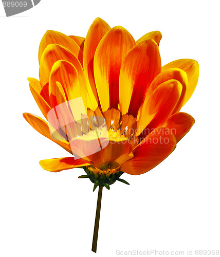 Image of Orange Gazania