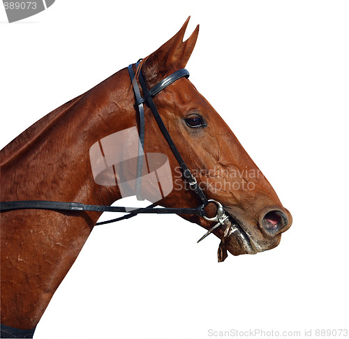Image of Chestnut Racehorse 
