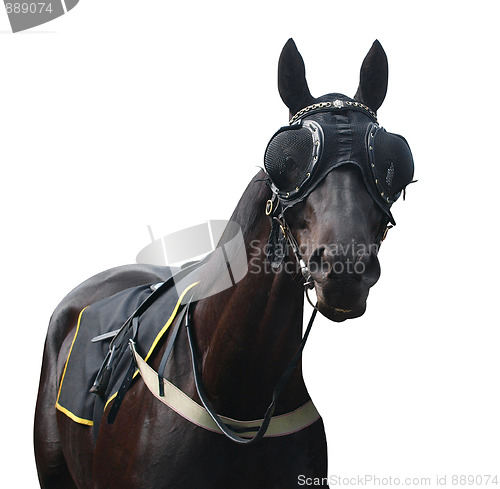 Image of Racehorse with Pacifier Eye Mesh 