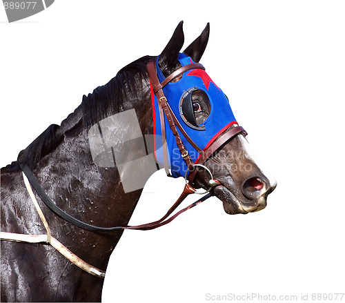 Image of Sweaty Racehorse with Flared Nostrils