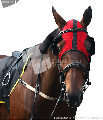 Image of Racehorse with Red Hood