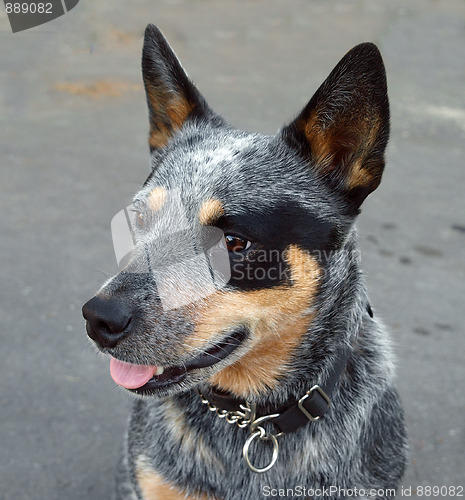 Image of Australian Blue Heeler