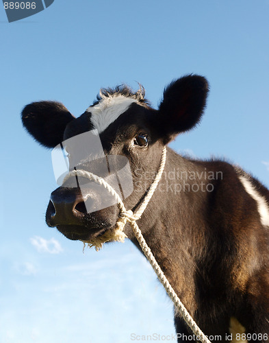 Image of Calf With Rope Halter