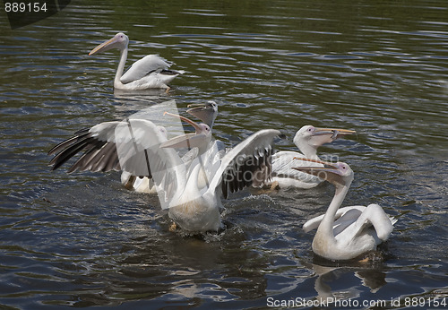 Image of Feeding the pelicans