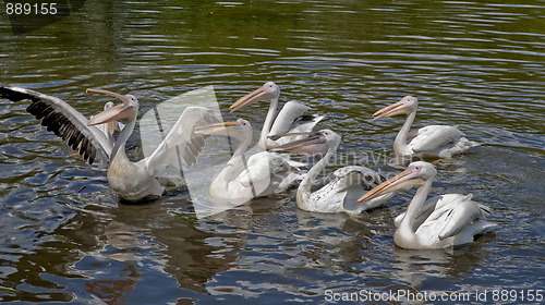 Image of Mealtime for pelicans