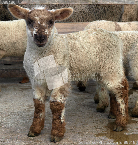 Image of Pretty Lamb