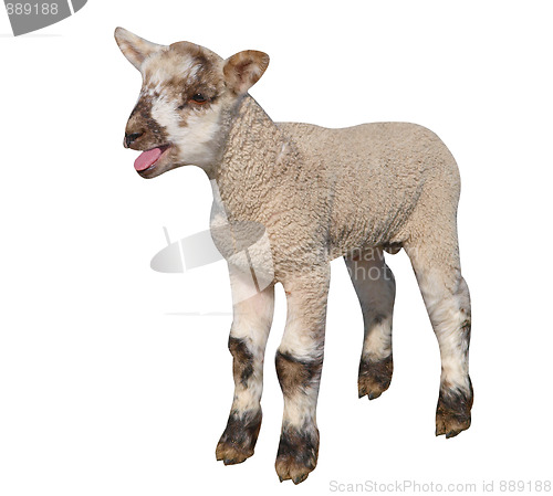 Image of Baaaaa