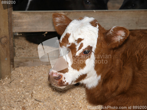 Image of Nicely Marked Calf