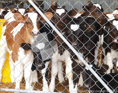 Image of Calves