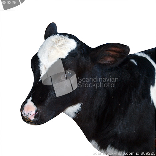 Image of Friesian Calf 