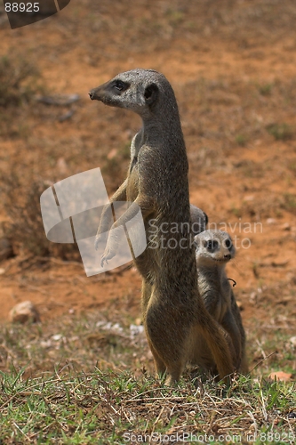 Image of Meerkat scout