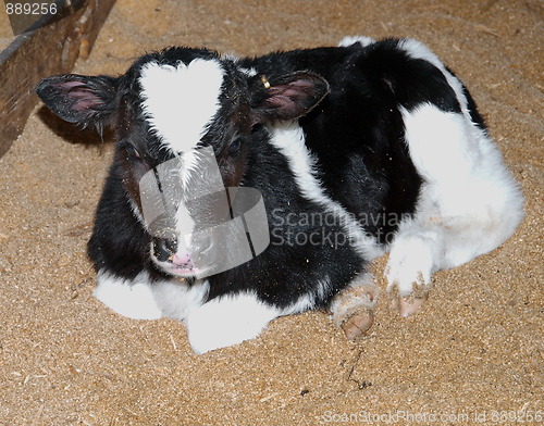 Image of Day Old Calf